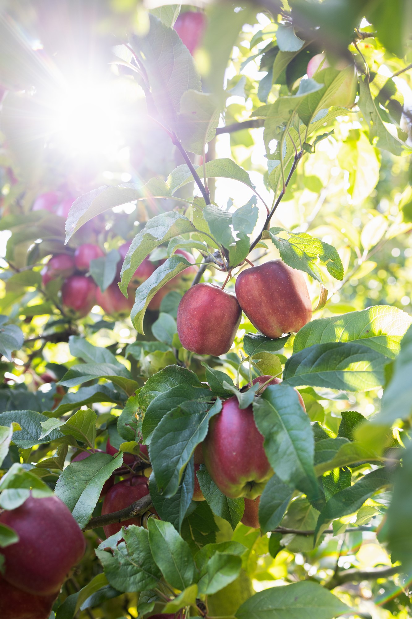 En bild på Tomas Olsson och hans två söner ute i den röda äppel lunden. 